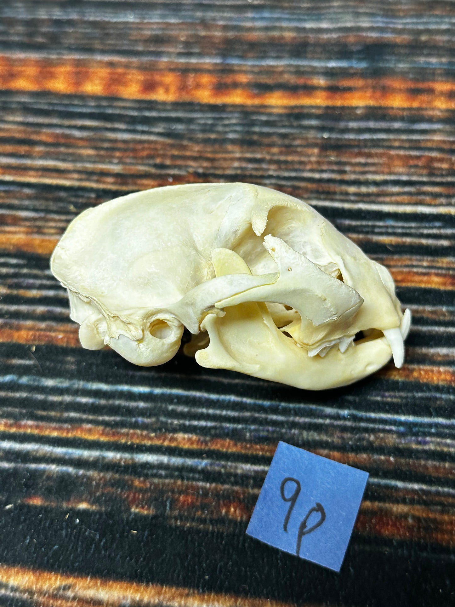 Real Feral Cat Skull