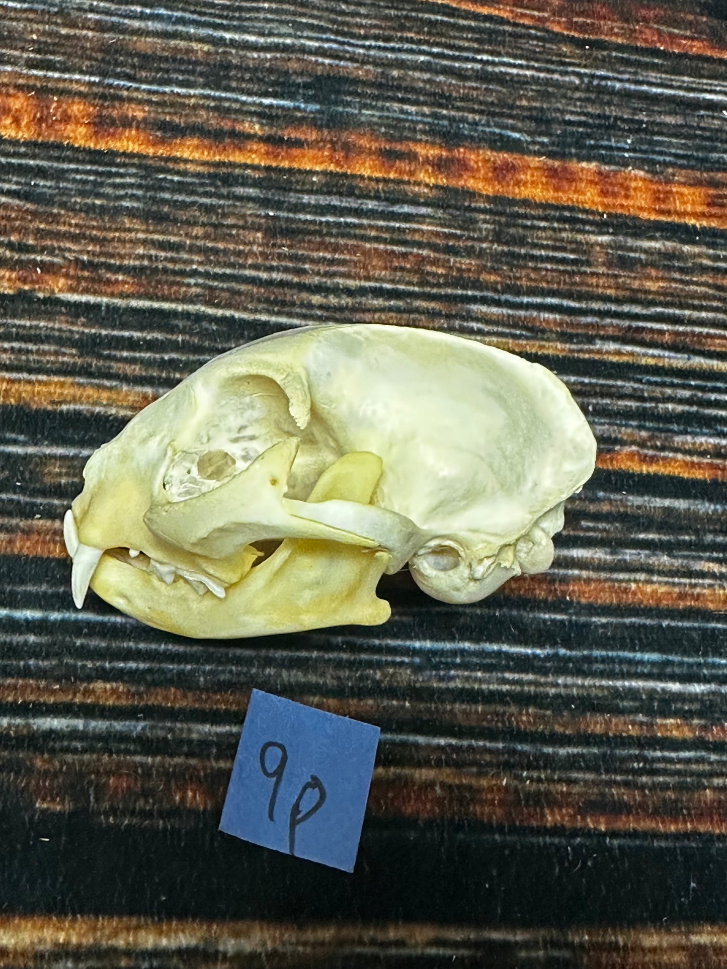 Real Feral Cat Skull