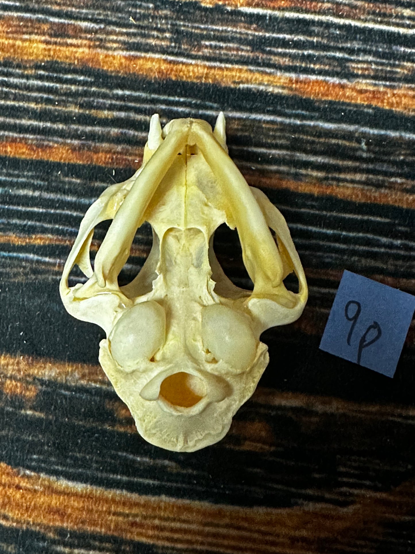 Real Feral Cat Skull