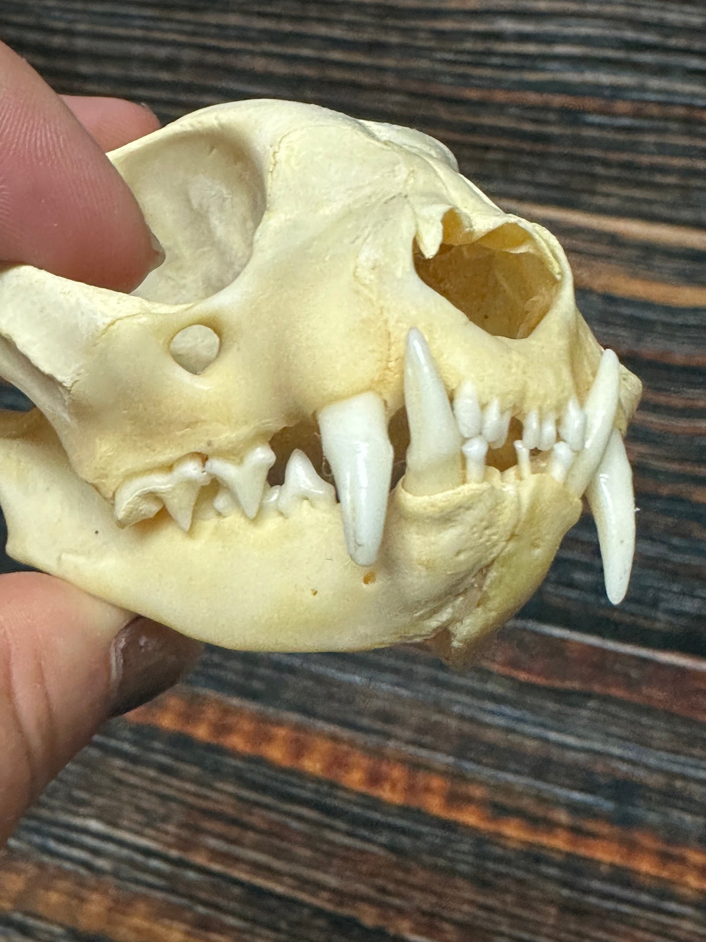 Real Feral Cat Skull