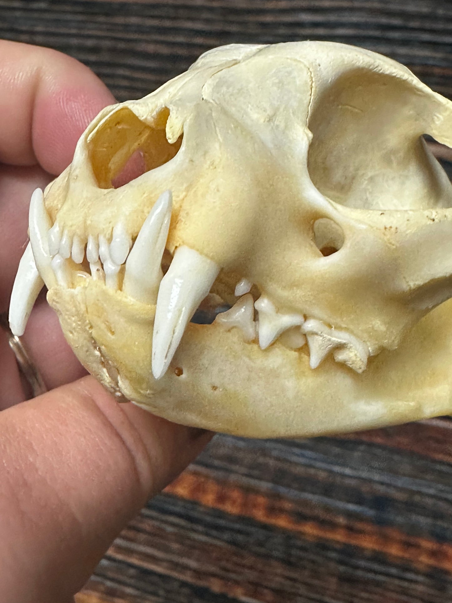 Real Feral Cat Skull