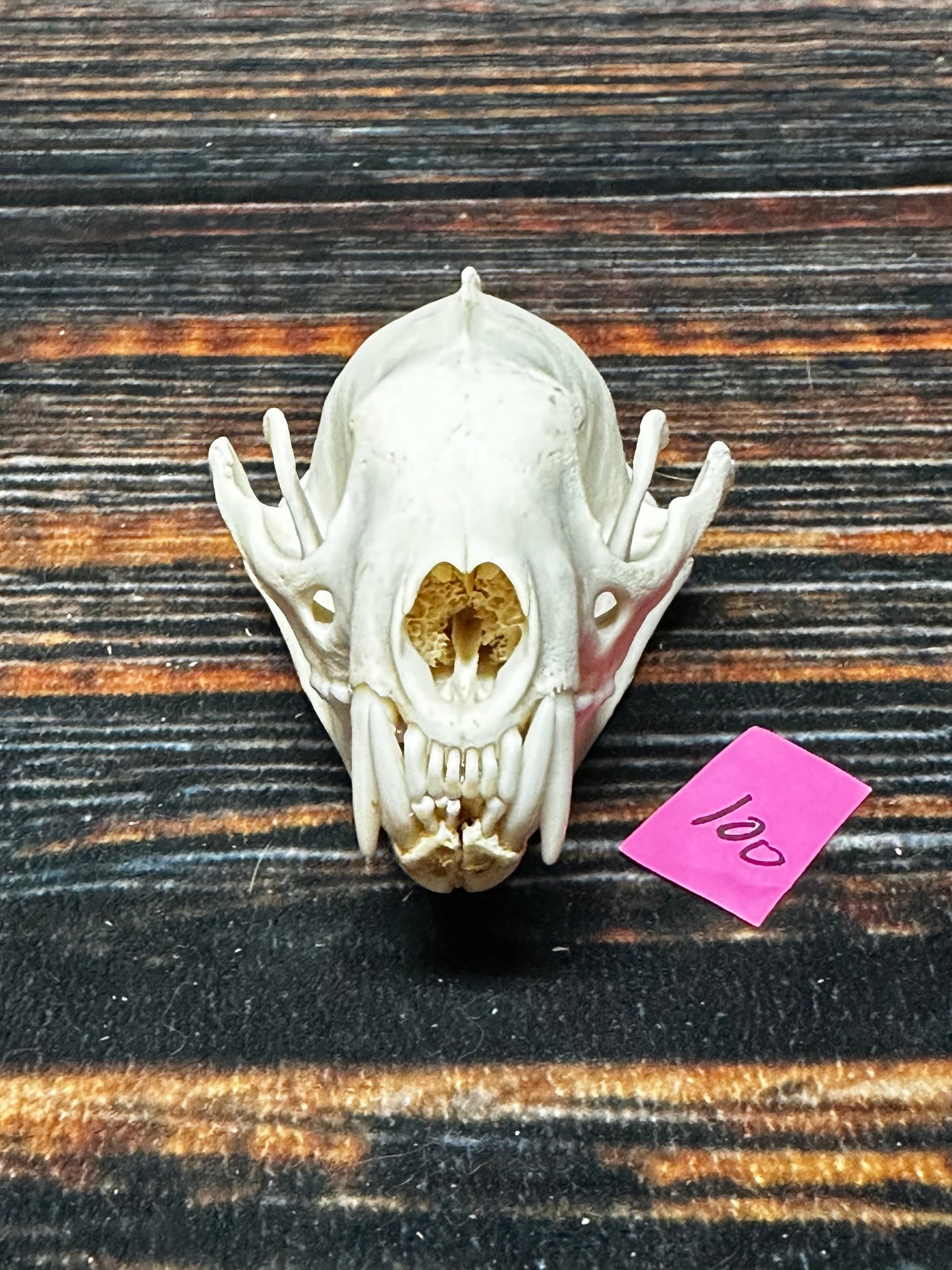 Real L Male Fisher Skull bone Animal Mount Odd Unique Christmas Gift Western Cabin Man Cave Decor Craft Art supply collection educational