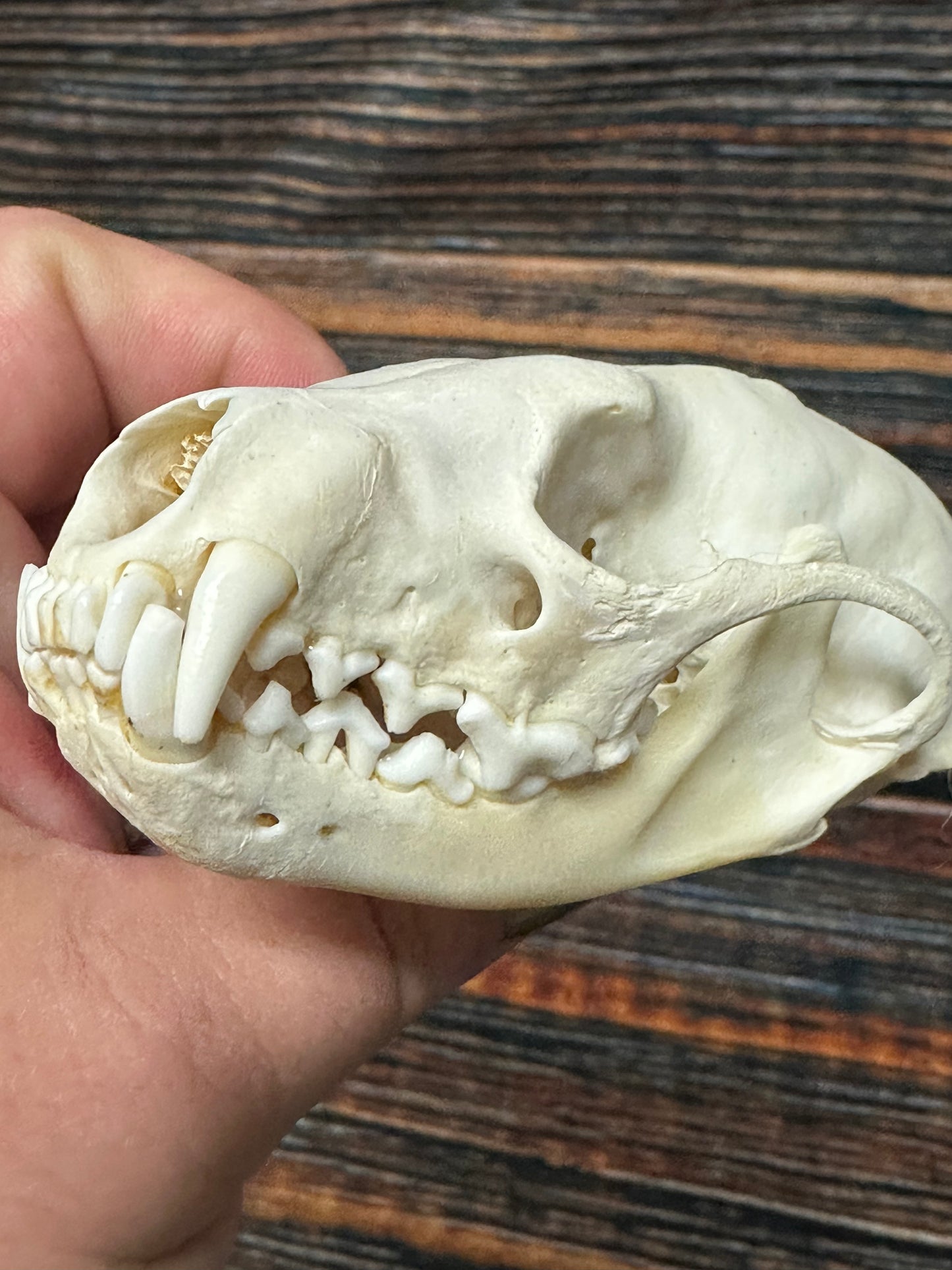 Real Female Fisher Skull bone Animal Mount Odd Unique Christmas Gift Western Cabin Man Cave Decor Craft Art supply collection educational