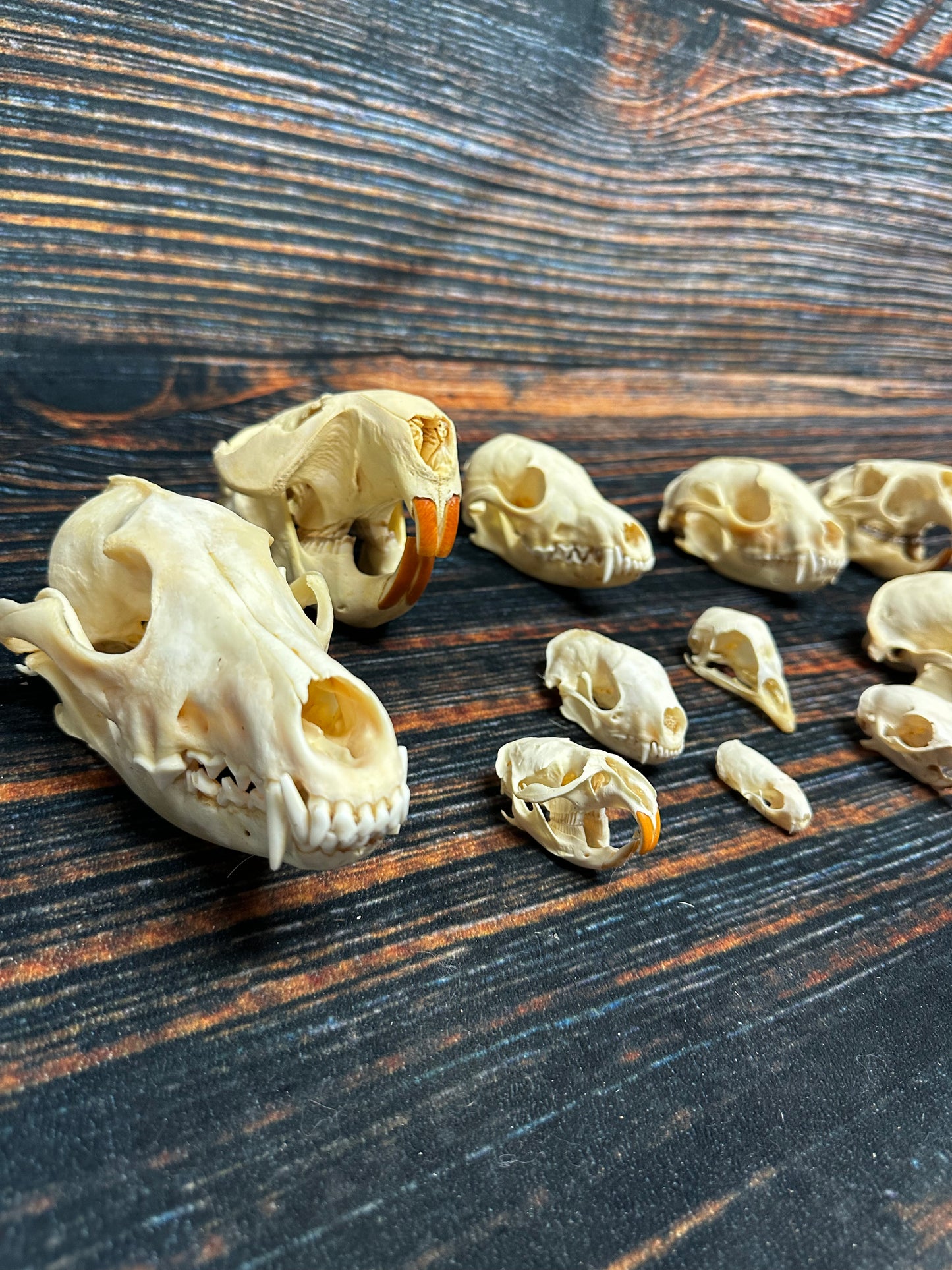 12 Real Animal Skulls Unique Gift Craft Animal Mount Art  Voodoo Decor Head Model