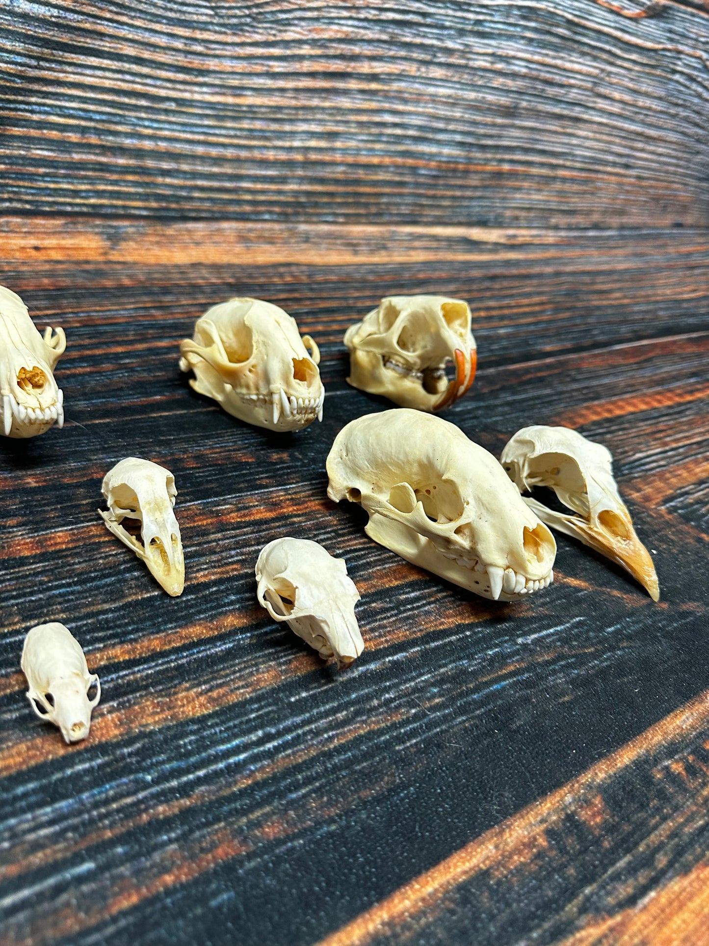 12 Real Animal Skulls Unique Gift Craft Animal Mount Art  Voodoo Decor Head Model