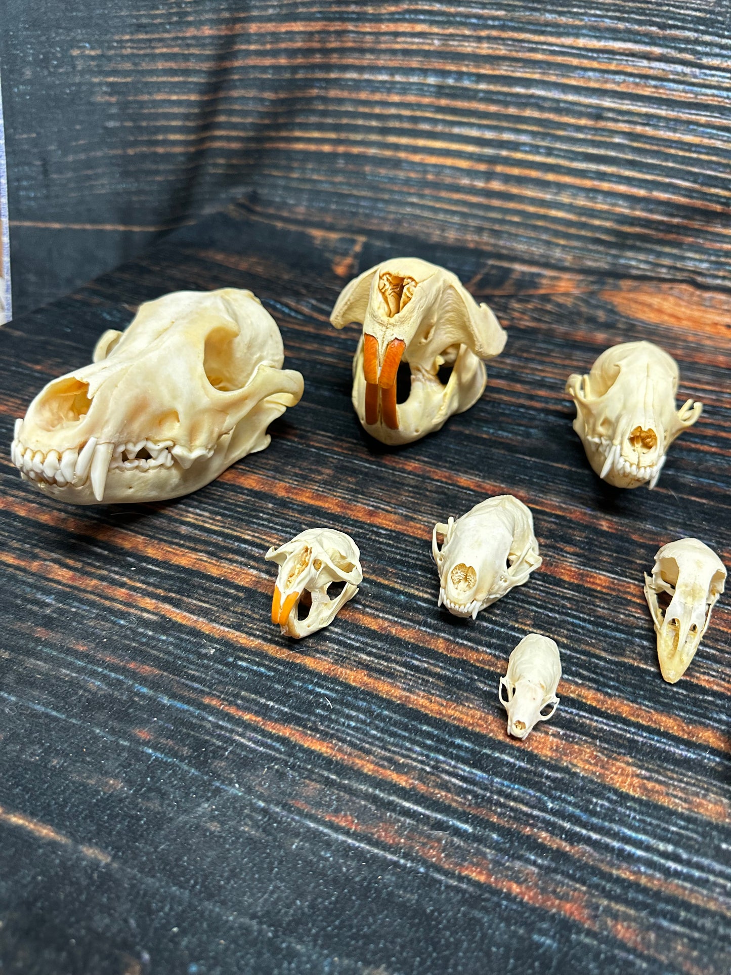 12 Real Animal Skulls Unique Gift Craft Animal Mount Art  Voodoo Decor Head Model