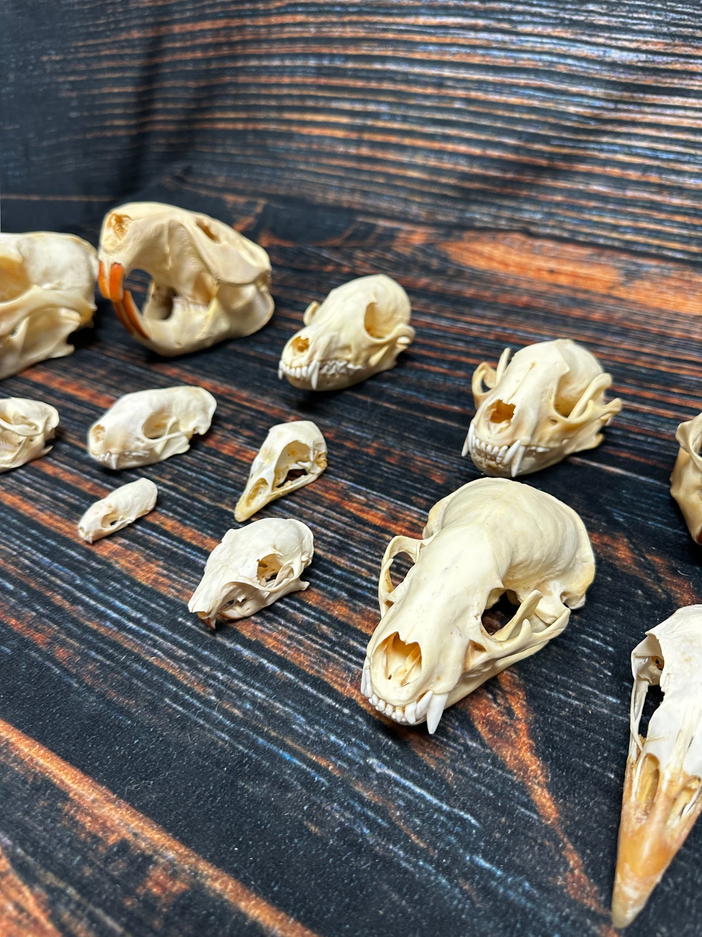 12 Real Animal Skulls Unique Gift Craft Animal Mount Art  Voodoo Decor Head Model