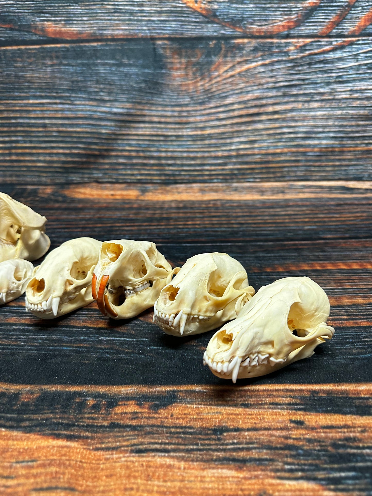 12 Real Animal Skulls Unique Gift Craft Animal Mount Art  Voodoo Decor Head Model