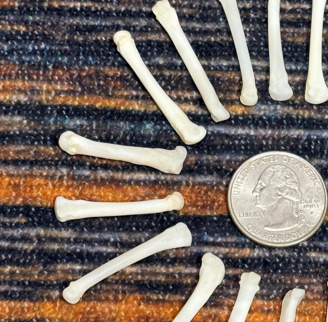 20 Real Raccoon paw bones mountain man craft skulls jewelry earring gothic claws Native American necklace choker beads art project Voodoo