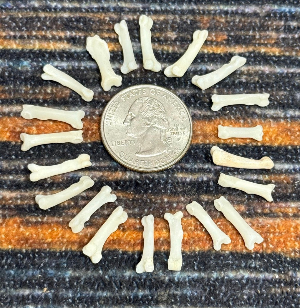 20 real Raccoon toe bone mountain man craft art supplies jewelry Necklace gothic Native American beads Renaissance fair festival costumes