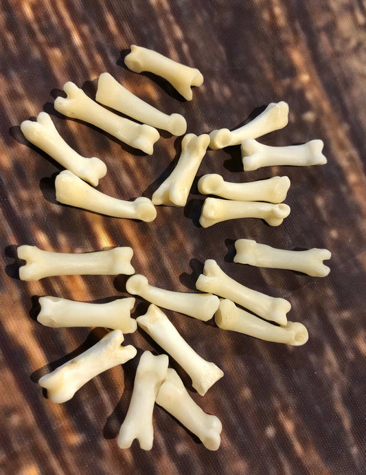 20 real Coyote toe bones