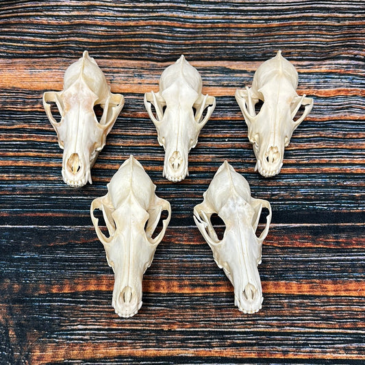 5 Coyote Skulls