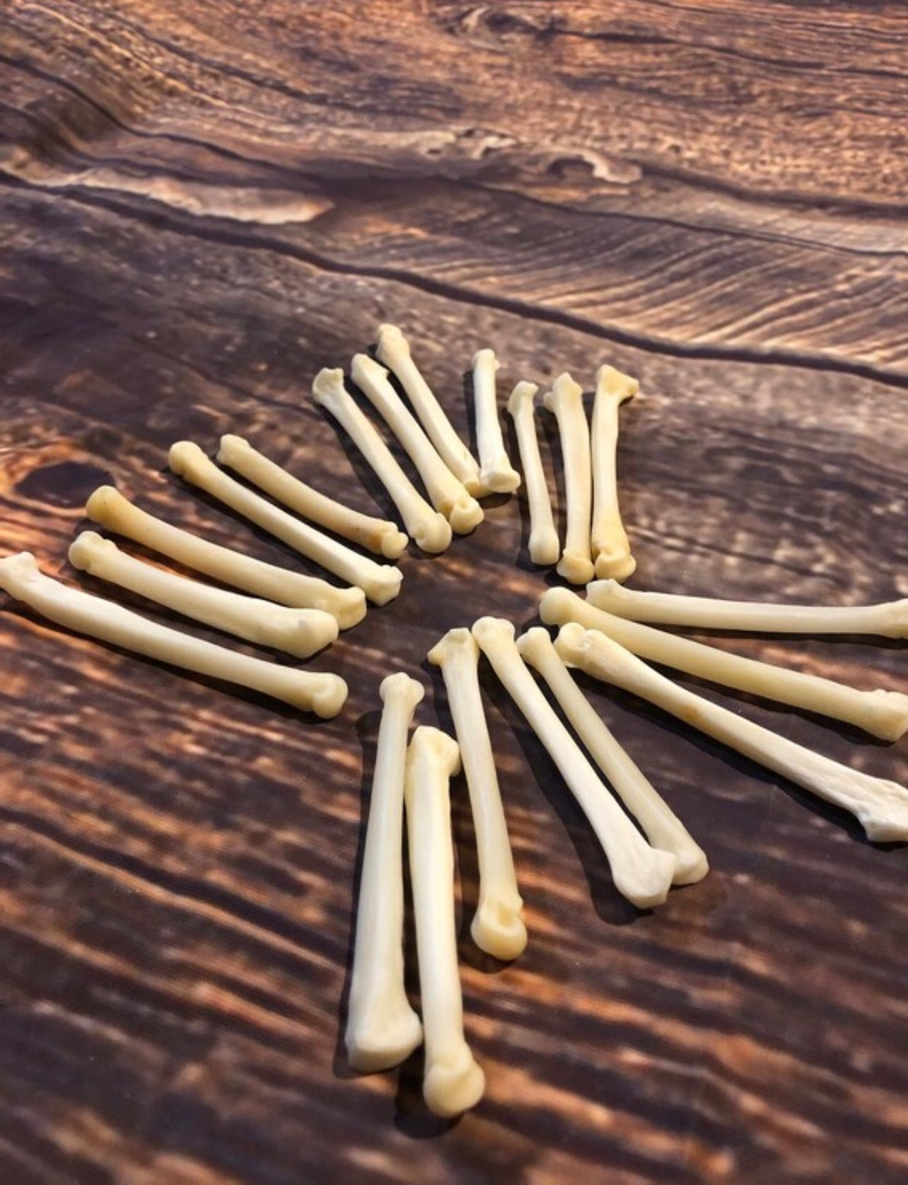 20 Real Coyote Paw Bones