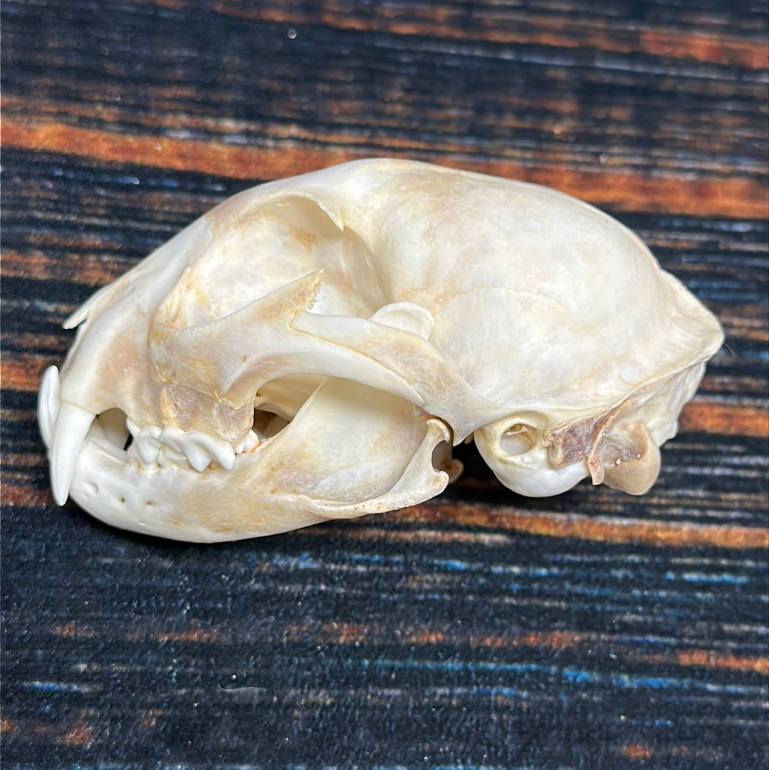 Real XL Canadian Lynx Skull