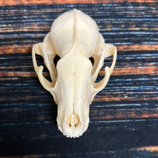 Real XL Raccoon Skull