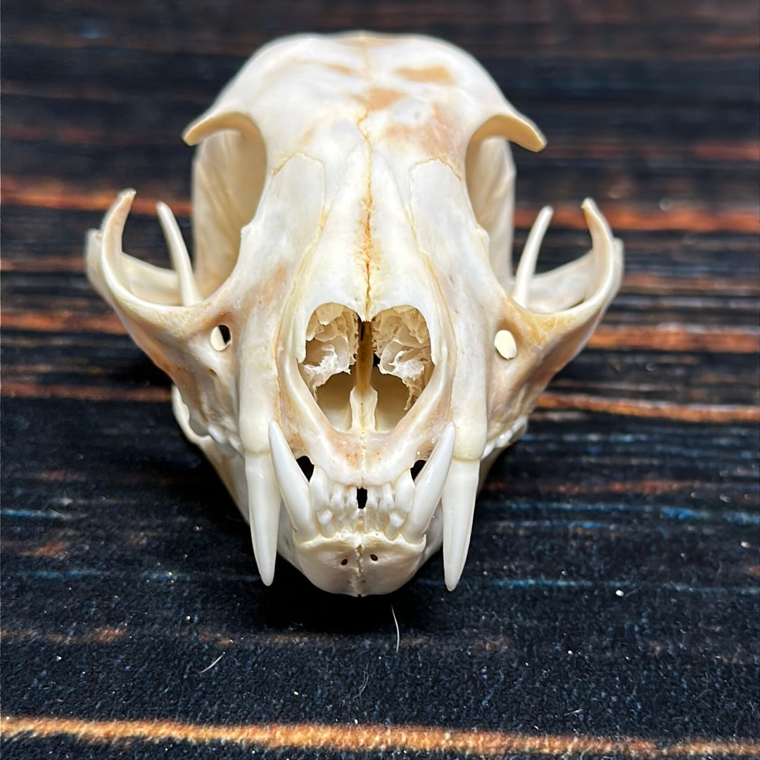 Real XL Canadian Lynx Skull