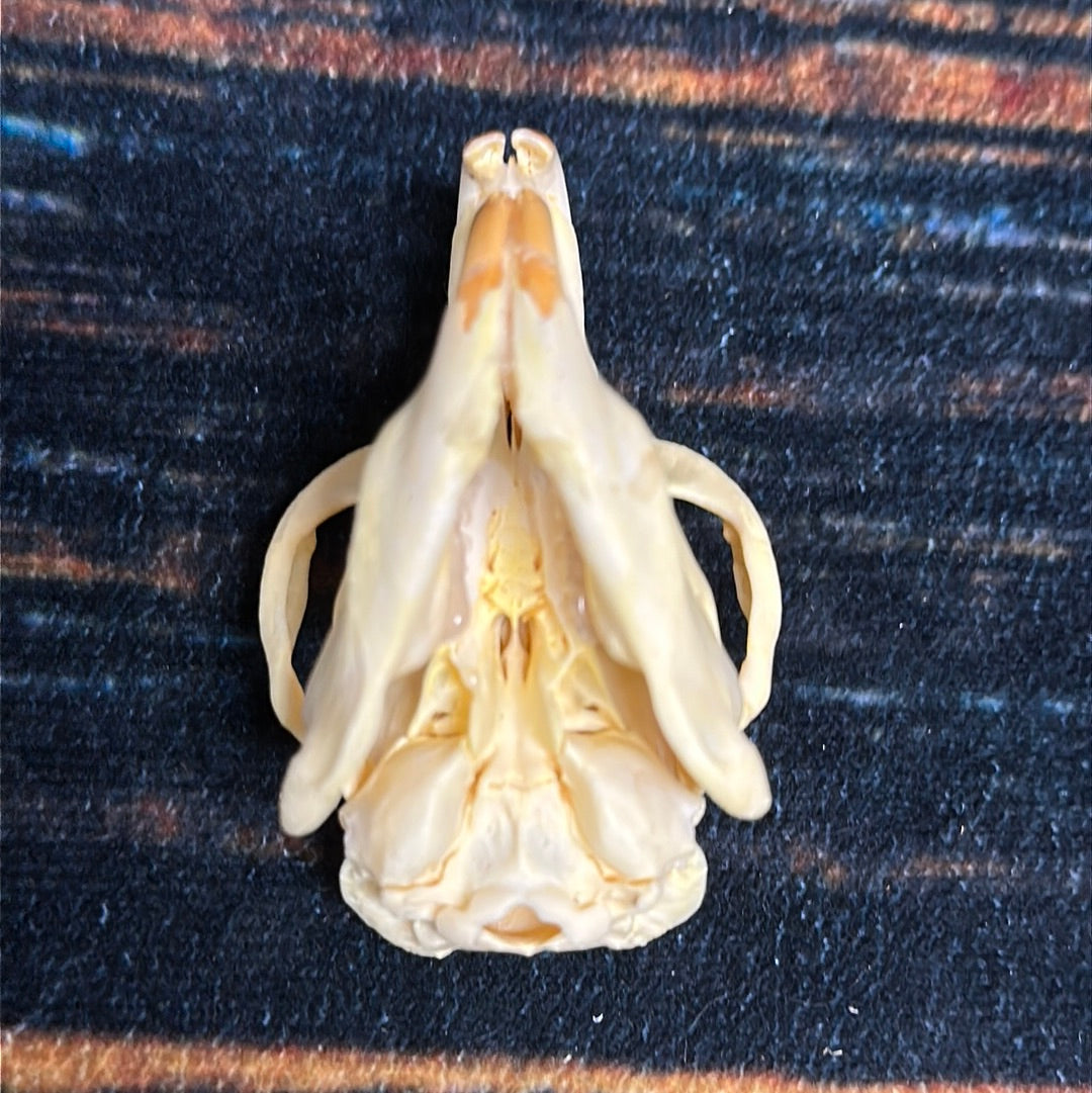 Real XL Muskrat Skull