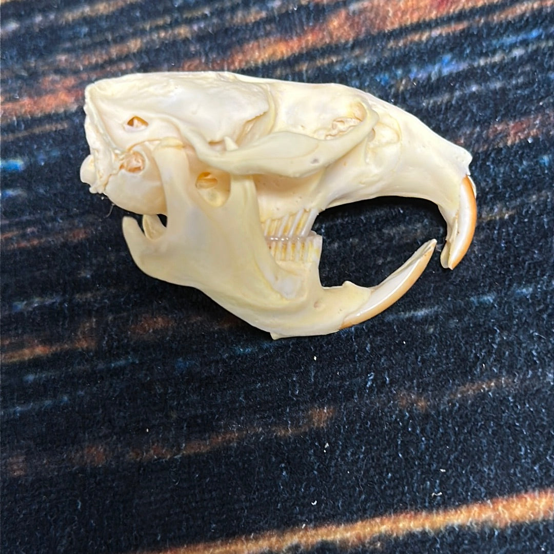 Real XL Muskrat Skull