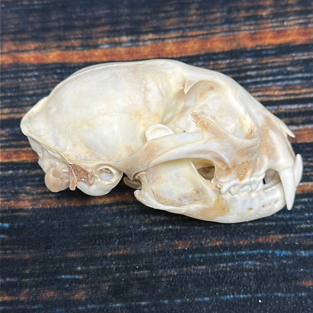 Real XL Canadian Lynx Skull