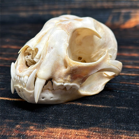 Real XL Canadian Lynx Skull