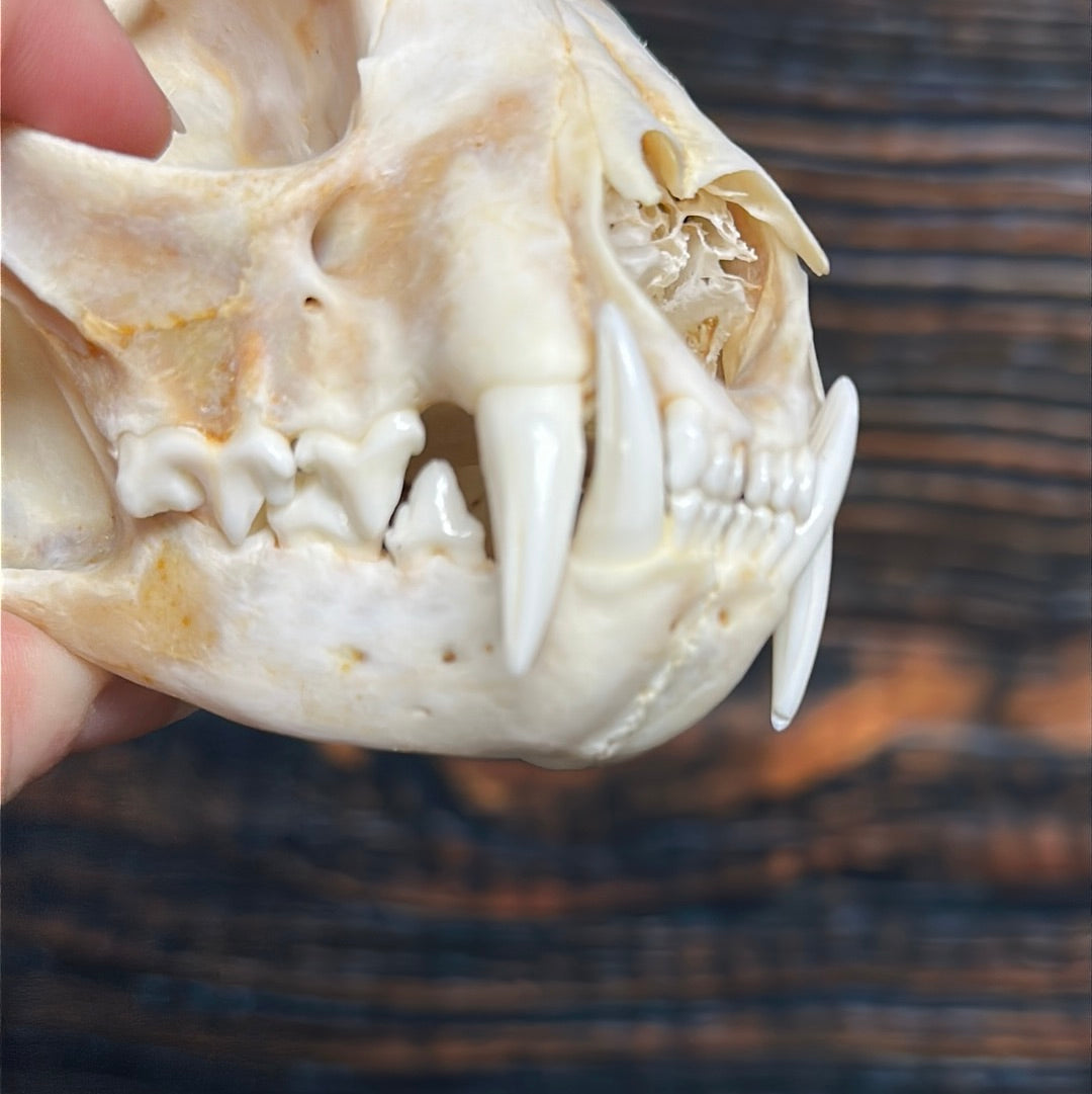 Real XL Canadian Lynx Skull