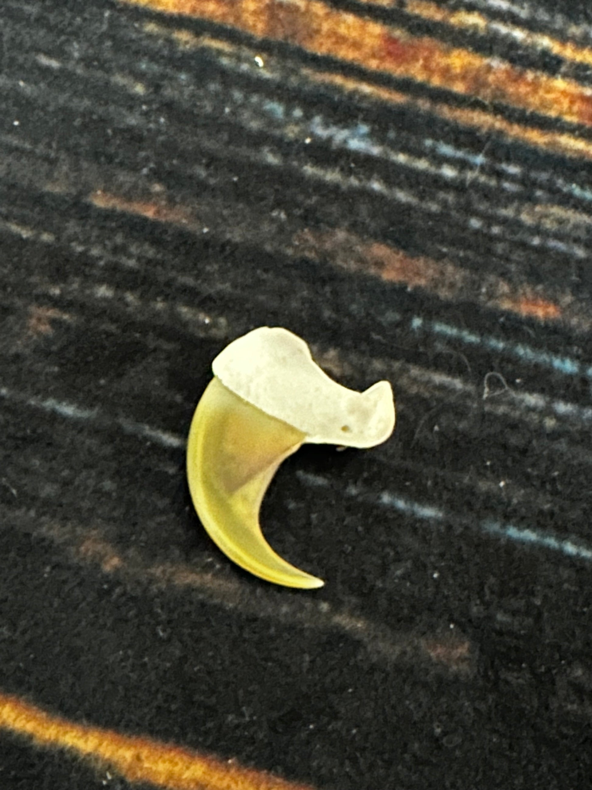 Real lion 2025 claw pendant