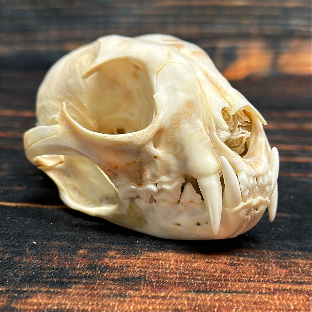 Real XL Canadian Lynx Skull