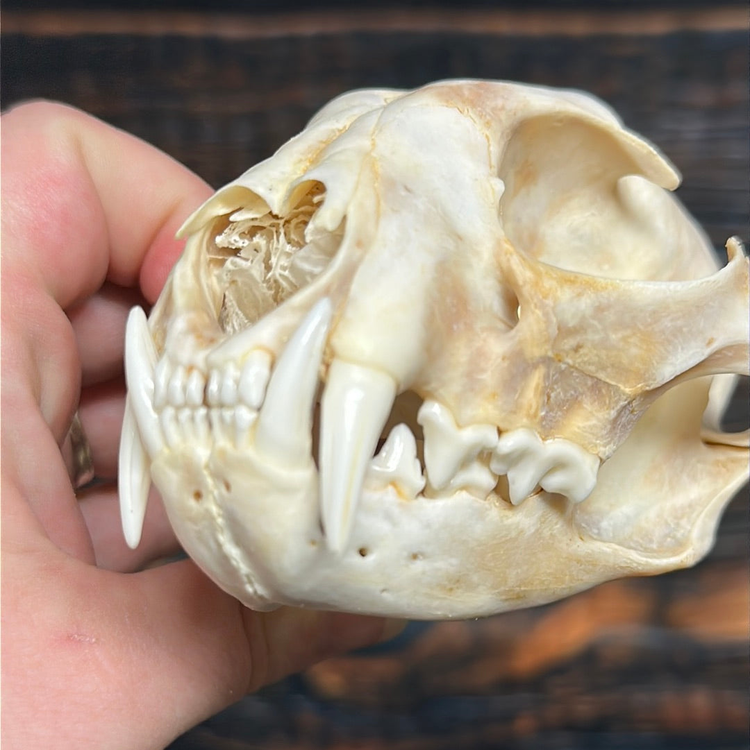 Real XL Canadian Lynx Skull