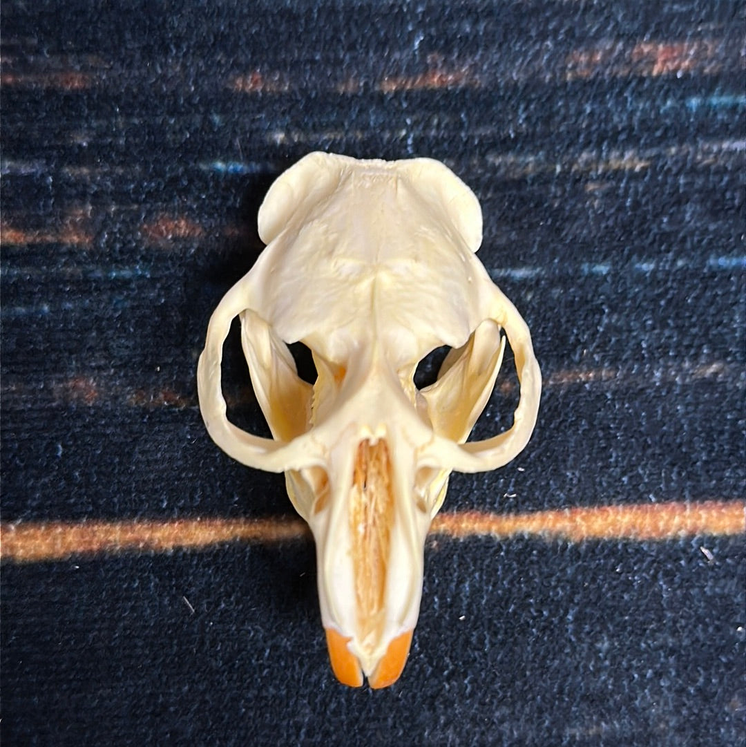 Real XL Muskrat Skull